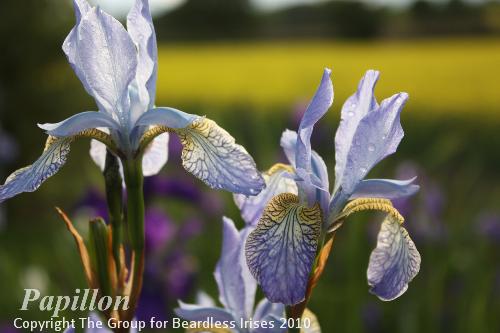 Papillon 14.5 (5)